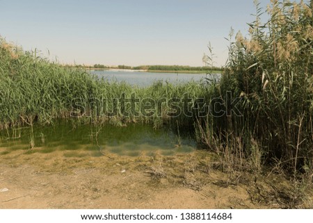 Marshy land and eco system in the desert with plants,grass, reeds and water lakes.