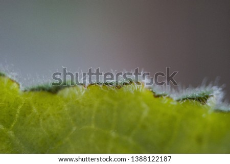 Light green foliage macro photo