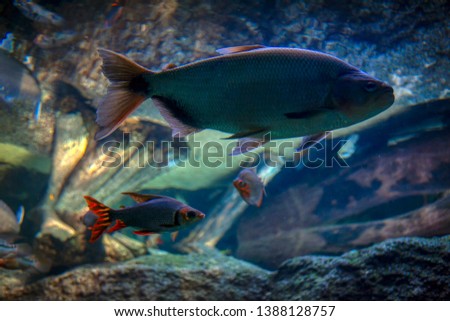 fish in deep transparent water