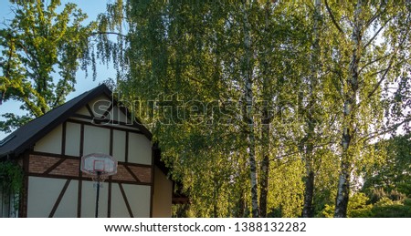 large long birch trees very close to the building; a view through the birch to the sun and the blue sky; basketball basket in the yard