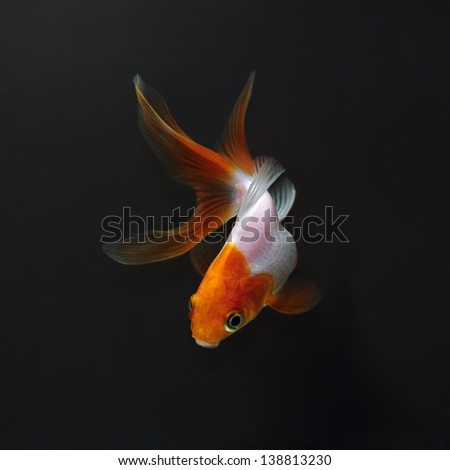 White goldfish with red head on a black background