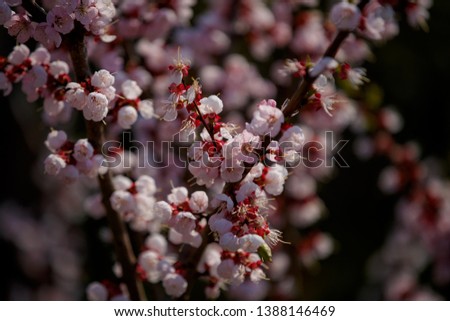 spring flowering fruit trees. background - a beautiful spring picture.