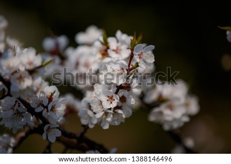 spring flowering fruit trees. background - a beautiful spring picture.