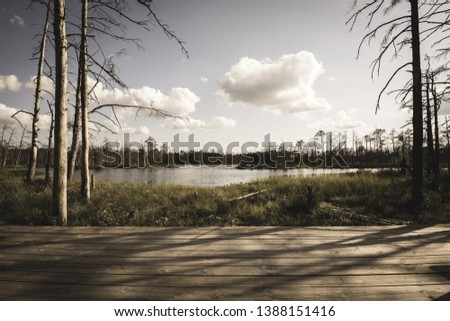 wavy wooden foothpath in swamp forest tourist trail in green sunny summer day - vintage retro look
