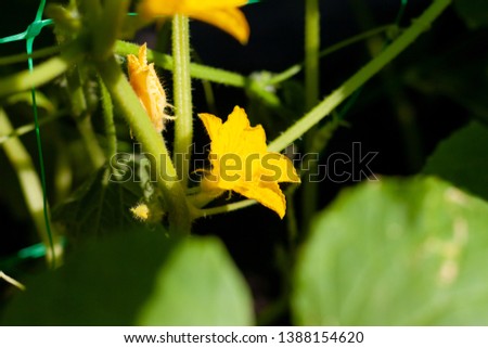 Growth and blooming of greenhouse cucumbers, growing organic food. Cucumbers on branch in greenhouse, yellow flowers on curling fluffy beautiful bush