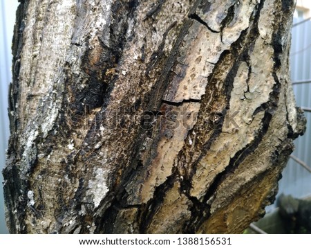 background Detail of an old tree trunk with a twig.