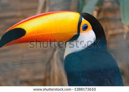 Toco Toucan (Rampastos toco) bird close up