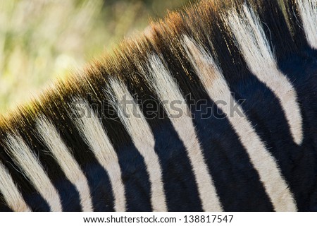 close up picture of a zebra mane with black and white strips