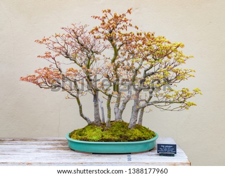 A picture of an Acer Palmatum bonsai on display at the Brooklyn Botanic Garden Bonsais.