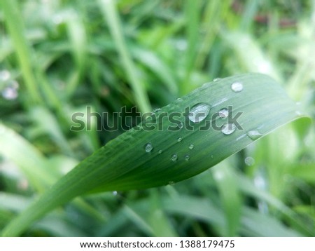 Grass with dew drops background