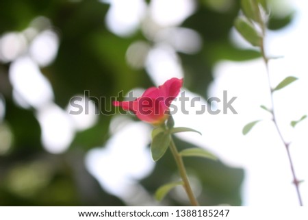 bunga kokot merah or pink Portulaca in Indonesia- image