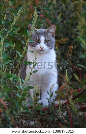 Gray and white cat posing in grass. Close image cat Oudoor in garden