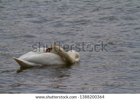 one swan swimming on a lake an snoozing