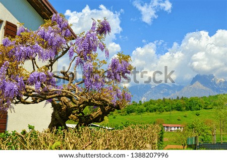 blooming Wisteria tree on the background of meadows, mountains and clouds