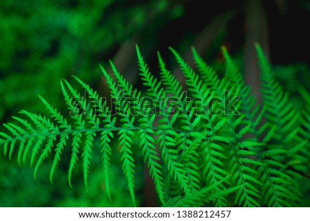 lush fern leaves in rain forest, green fern leaves texture, tiny green leaves, natural green background