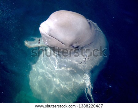 Beluga whale in open sea