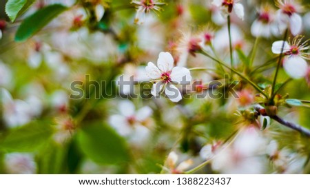 white flowers of a tree as background