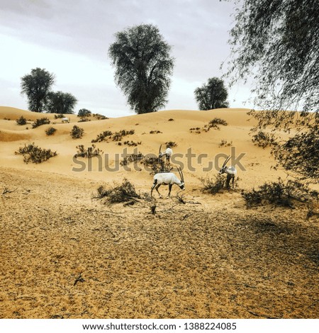 Dubai Desert Oyrex wild lief