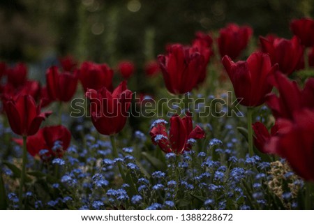 beatiful flowers in a forest, tulips and roses in Paris