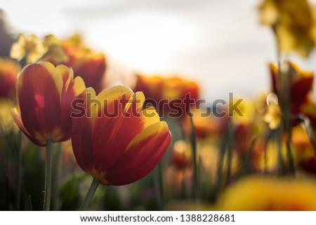 beatiful flowers in a forest, tulips and roses in Paris