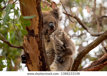 koala in the eucalyptus tree