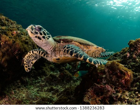 beautiful sea turtle swimming in the ocean