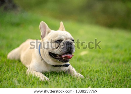 French bulldog is laying down on the grass  to let his owner take the pictures