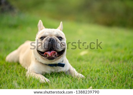 French bulldog is laying down on the grass  to let his owner take the pictures