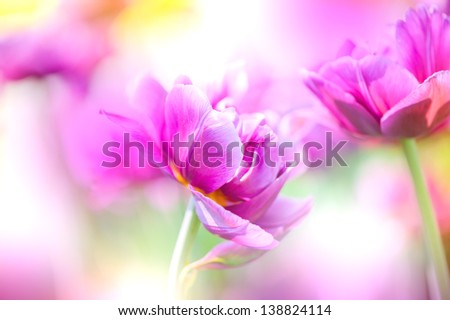 Defocus beautiful purple flowers. Image with bright summer color filters