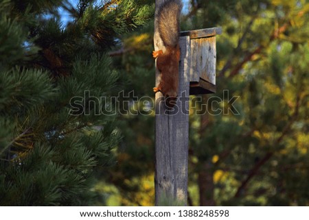 Squirrel on the birdhouse in the garden.