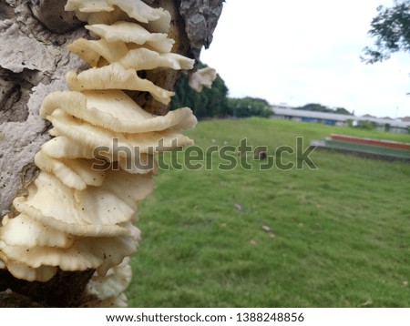 
Blurred background of beautiful white mushrooms and branch of tree. 
Close up fresh white mushrooms with nature background. Exotic mushrooms in the park.  