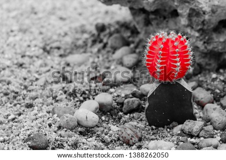 Gymnocalycium, Red cactus on the sand, Black and white picture
