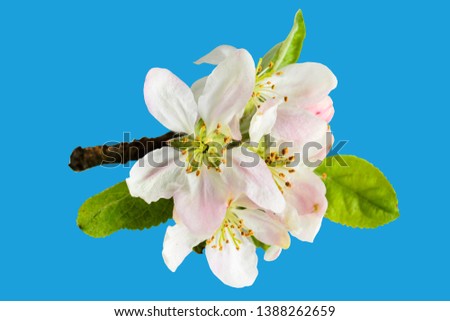 gentle twig of blossoming apple tree on white background close-up