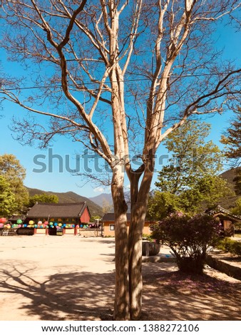 A tree without leaf. Taken at Silsangsa Namwon, South Korea