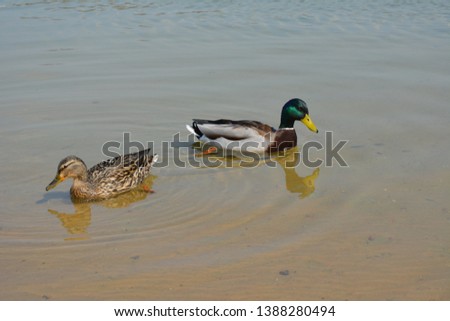 ducks couple on the clear water lake spring time