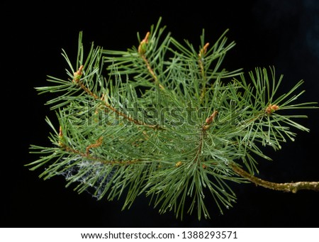 Spring green pine branch in buds on dark background.