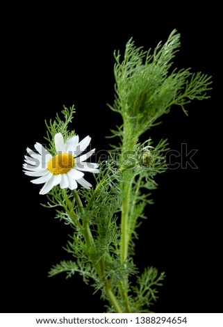 BEAUTIFUL YOUNG DAISY FLOWERS WITH LEAVES ON DARK BACKGROUND