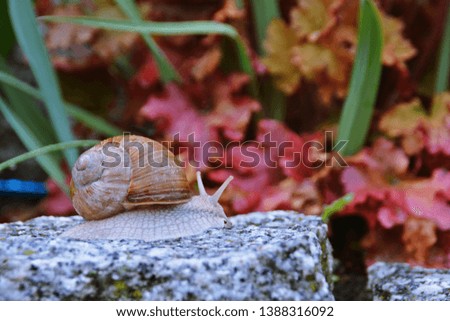 A large snail is crawling on a stony surface that is still wet from the rain