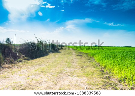 beautiful green fields of wheat in punjab pakistan ,landscape with blue sky in background.