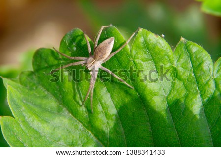 Gray spider on a green leaf of strawberry.