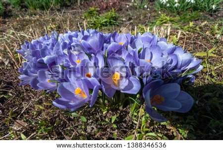 A bush of blooming purple crocuses against the background of the earth and fresh grass on a clear sunny day