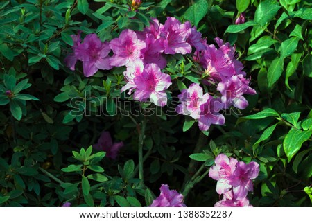 Rhododendron simsii (Indian Azalea, Sims’s Azalea, Mountain Rose, Mountain Peony) The attractively magenta, ruffle petals. A shrub that grows at altitudes 500–2700 meters, glossy leaves.