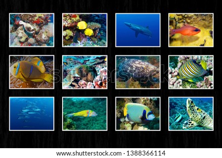 Mosaic underwater photography of sea life.