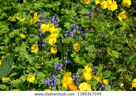 Background image of yellow Welsh poppies and greenery