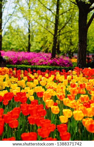 a picture of the scenery taken at the Tulip Festival.