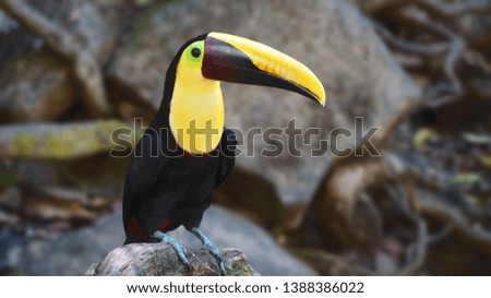 tucan bird in the rainforest of costa rica
