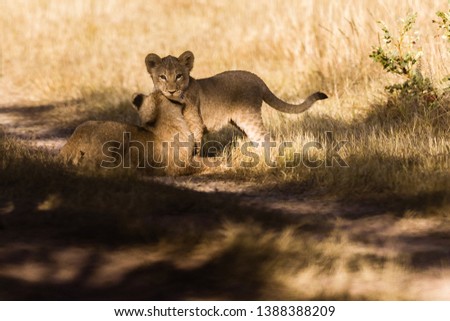 A horizontal color image of two lion cubs (Panthera leo) play wrestling in dappled sunlight along a dusty path in a game reserve in South Africa