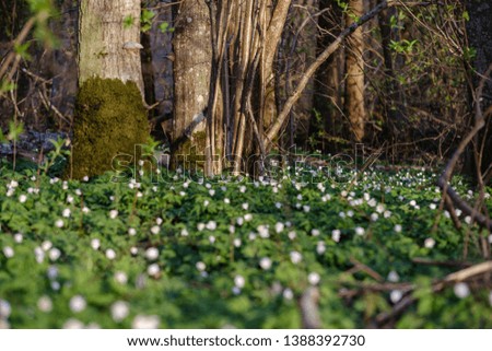large field of snowdrops flowers in spring green meadow in forest. Galanthus nivalis