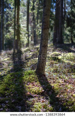 dark forest with tree trunks casting shadows on the ground. summer green foliage