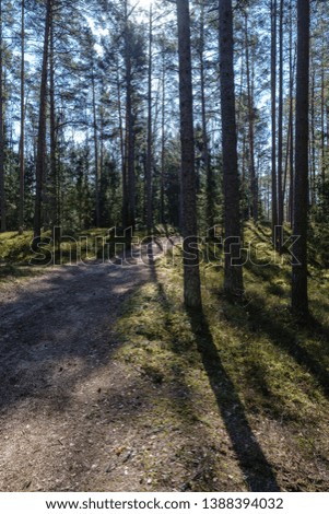 dark forest with tree trunks casting shadows on the ground. summer green foliage